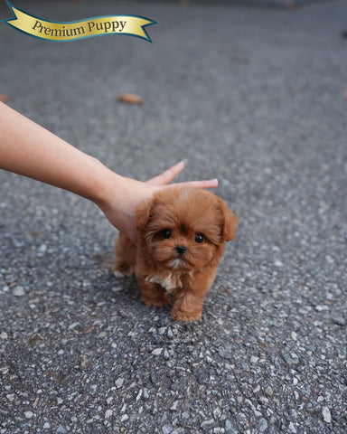 Teacup Maltipoo Female [Versace]