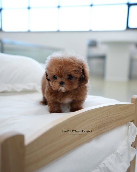 Teacup Maltipoo Male [Rye]