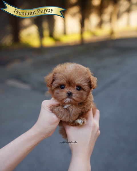 Teacup Maltipoo Female [Versace]
