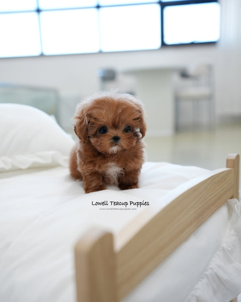 Teacup Maltipoo Male [Rye]