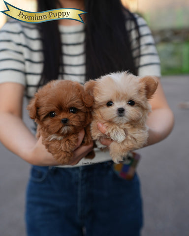 Teacup Maltipoo Female [Versace]