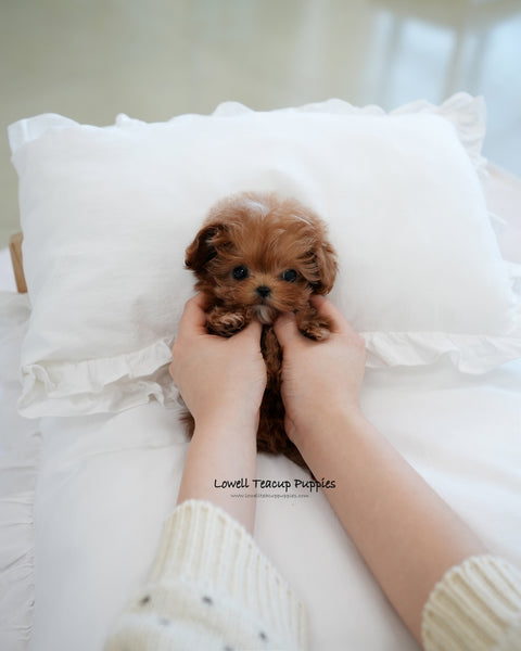 Teacup Maltipoo Male [Rye]