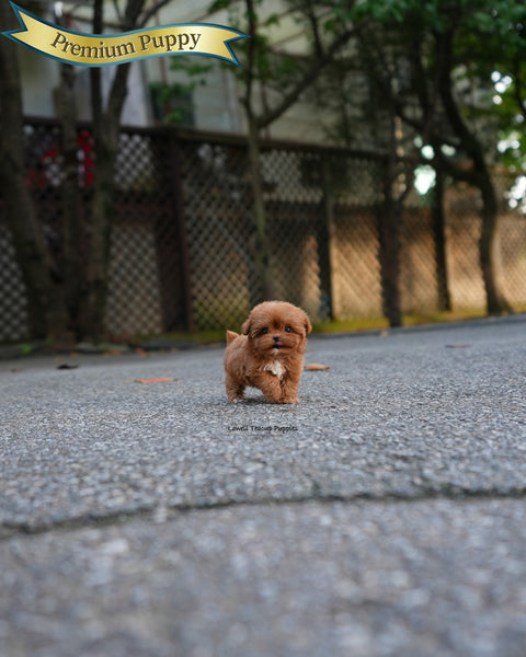 Teacup Maltipoo Female [Versace]