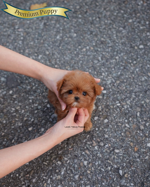 Teacup Maltipoo Female [Versace]