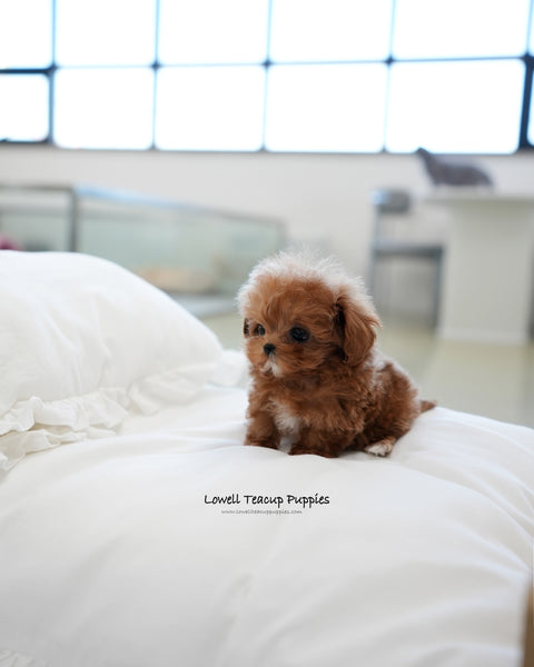 Teacup Maltipoo Male [Rye]