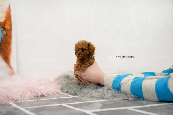 Teacup Maltipoo Female [Jenny] - Lowell Teacup Puppies inc