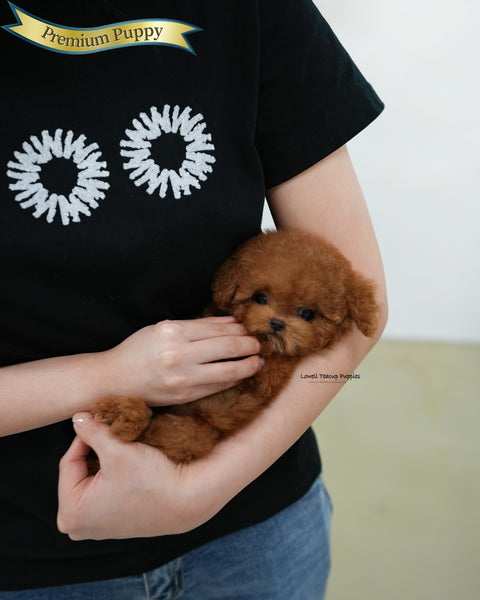 Teacup Poodle Female [Esther]