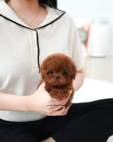 Teacup Poodle Female [Macaron]
