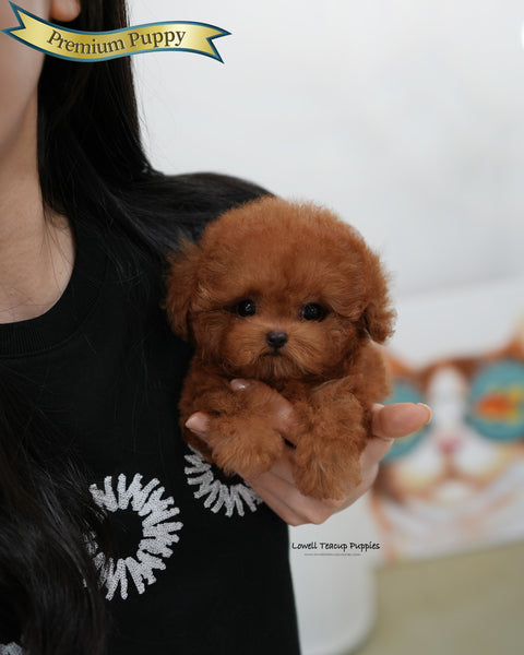 Teacup Poodle Female [Esther]