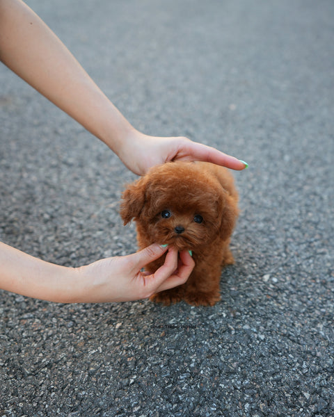 Teacup Poodle Male [Kun]