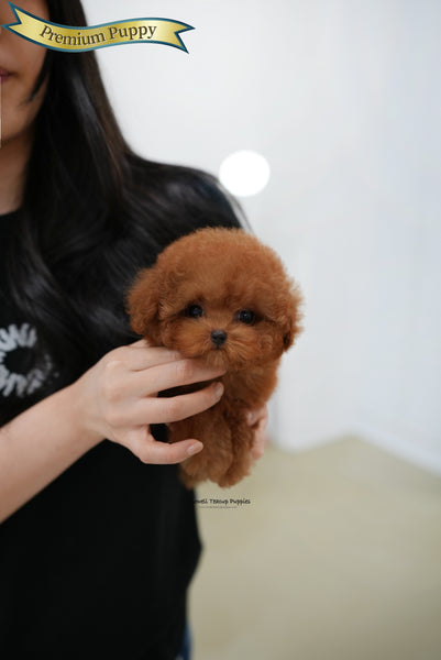 Teacup Poodle Female [Esther]