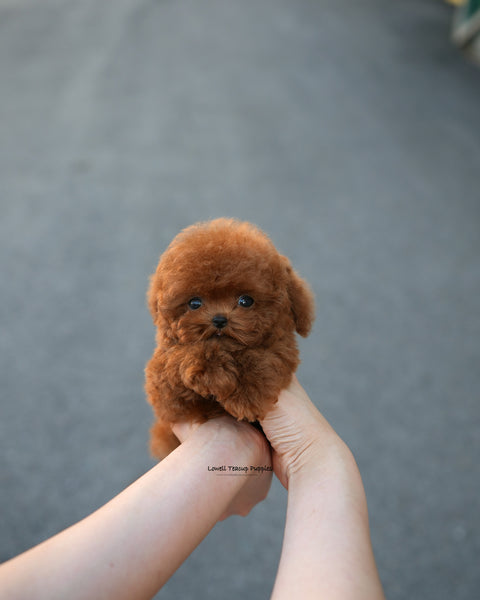 Teacup Poodle Male [Kun]
