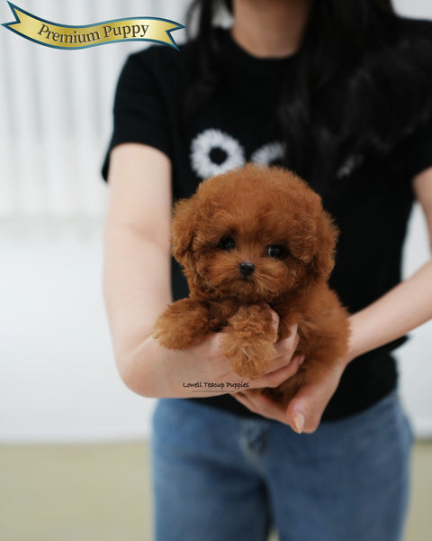 Teacup Poodle Female [Esther]