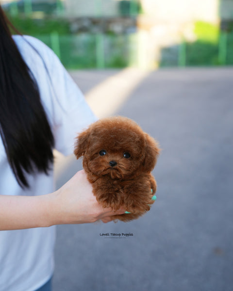 Teacup Poodle Male [Kun]