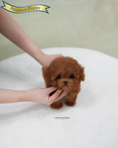 Teacup Poodle Female [Esther]