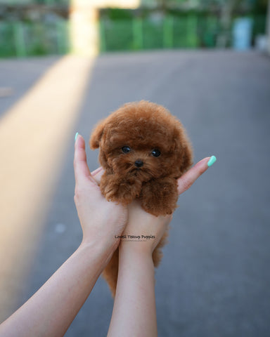 Teacup Poodle Male [Kun]