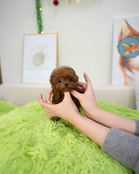 Teacup Poodle Female [Dana]