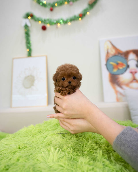 Teacup Poodle Female [Dana]