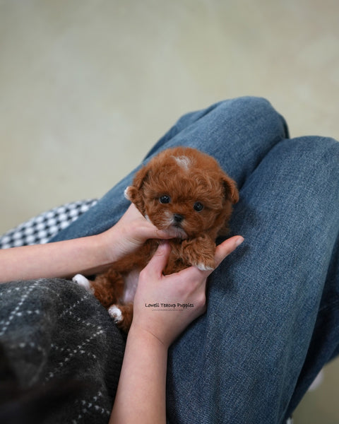 Teacup Maltipoo Female [Dolly]