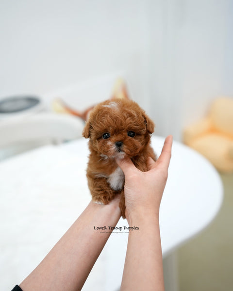 Teacup Maltipoo Female [Dolly]