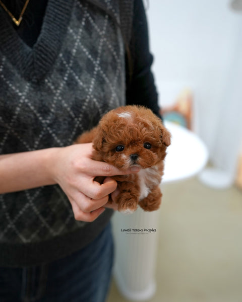 Teacup Maltipoo Female [Dolly]