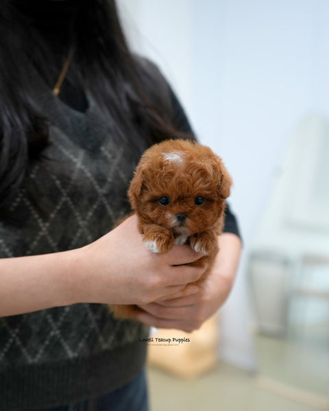 Teacup Maltipoo Female [Dolly]