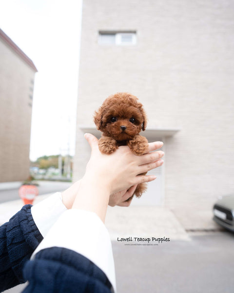 Teacup Poodle Female [Jane]