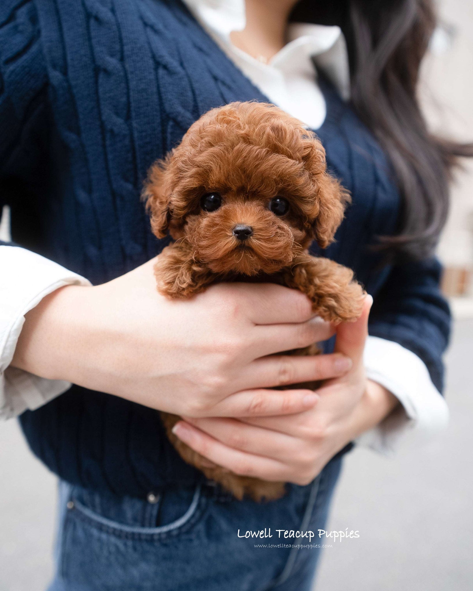 Teacup Poodle Female [Jane]