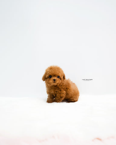 Teacup Poodle Male [Rye]