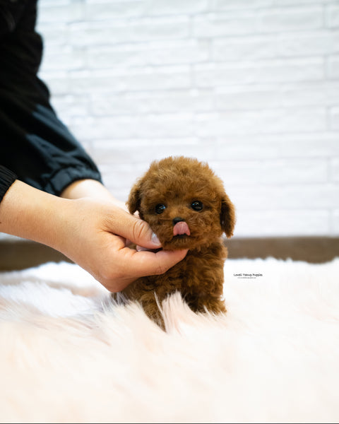 Teacup Poodle Male [Sonny]