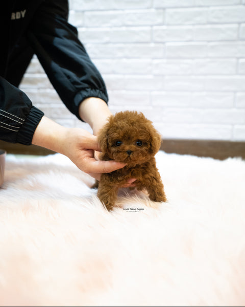 Teacup Poodle Male [Sonny]