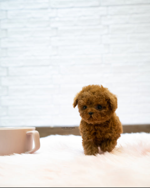 Teacup Poodle Male [Sonny]