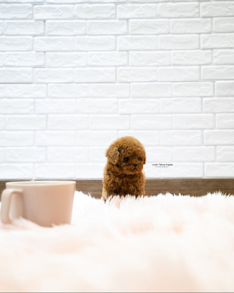 Teacup Poodle Male [Sonny]