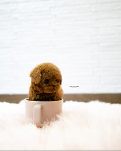 Teacup Poodle Male [Sonny]