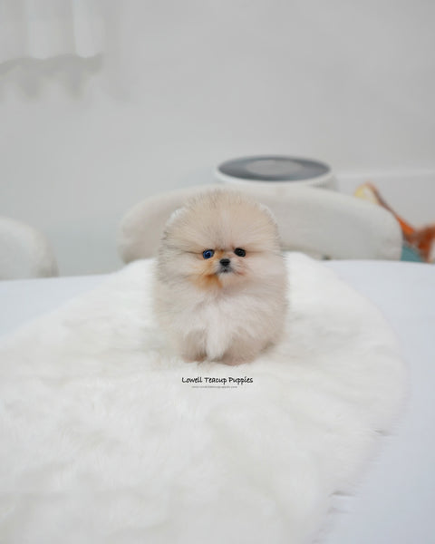 Teacup Pomeranian Male [Rocco]