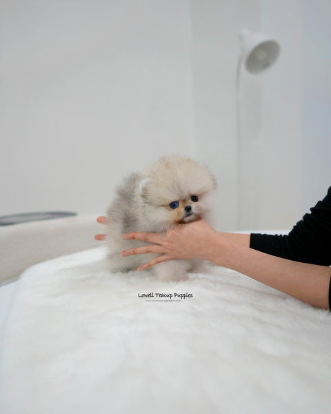 Teacup Pomeranian Male [Rocco]