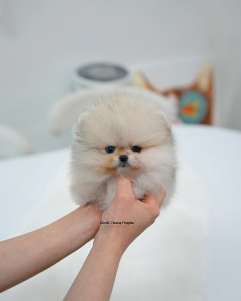 Teacup Pomeranian Male [Rocco]