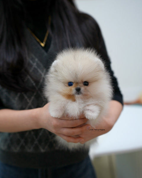 Teacup Pomeranian Male [Rocco]