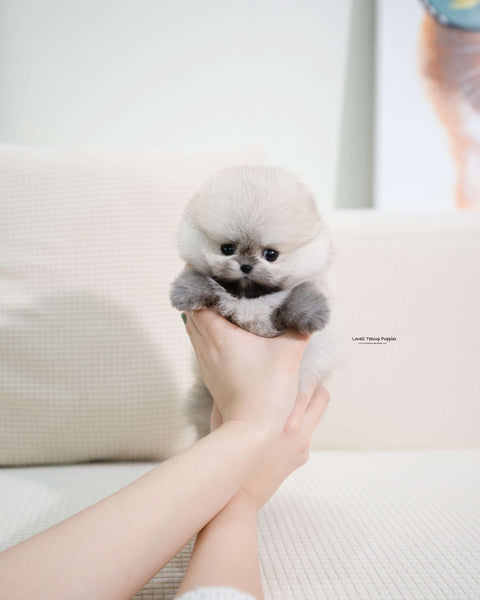 Teacup Pomeranian Male [Tommy]