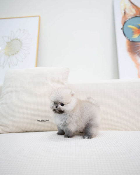 Teacup Pomeranian Male [Tommy]