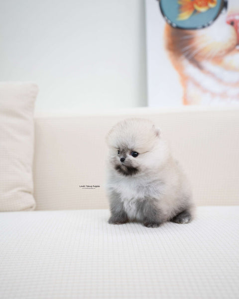 Teacup Pomeranian Male [Tommy]