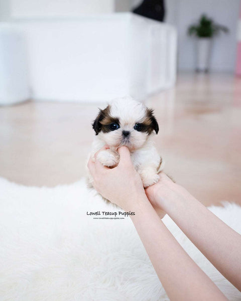 Mini ShihTzu Male [Jorro]