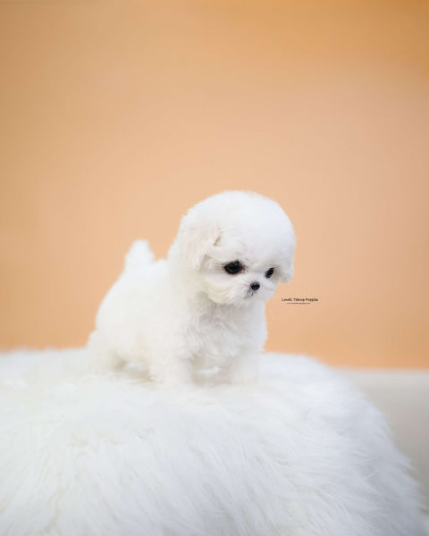 Teacup Bichon Frise Female [Emily]