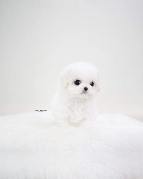 Teacup Bichon Frise Female [Emily]