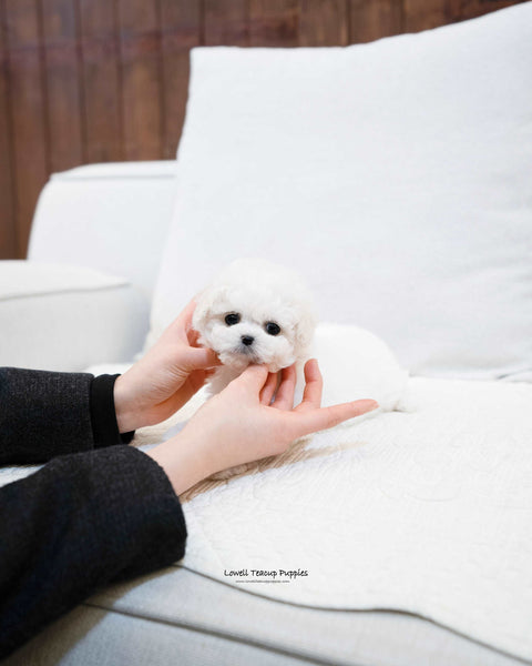 Teacup Bichon Frise Male [Richard] - Lowell Teacup Puppies inc