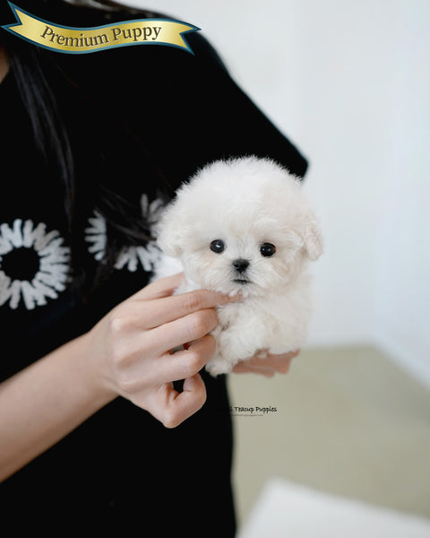 Teacup Bichon Frise Female [Bubble]