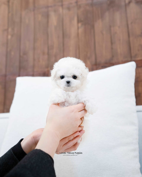 Teacup Bichon Frise Male [Richard] - Lowell Teacup Puppies inc