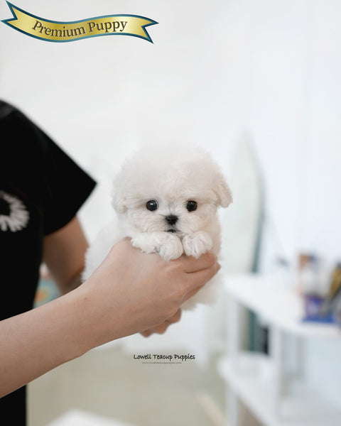 Teacup Bichon Frise Female [Bubble]