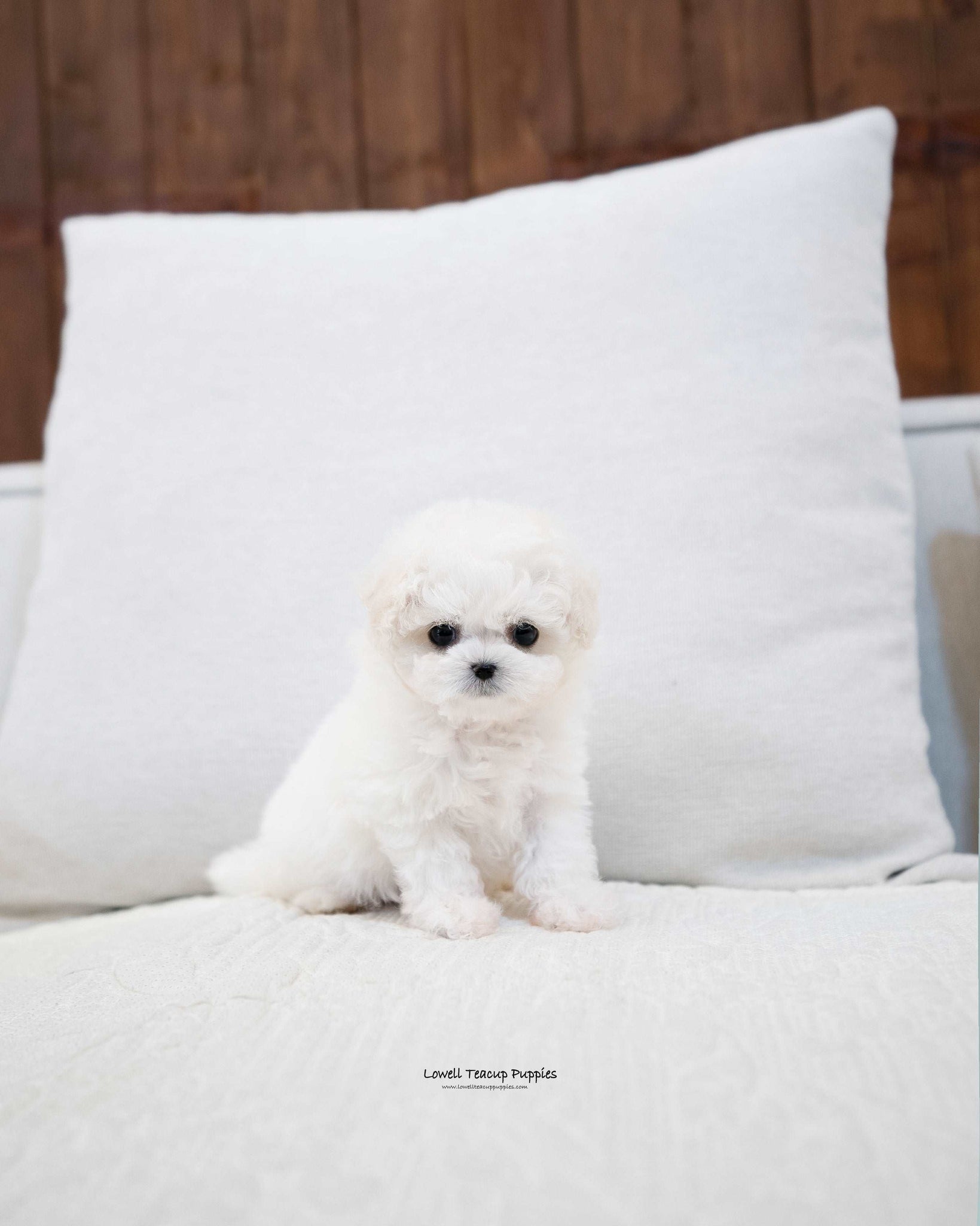 Teacup Bichon Frise Male [Richard] - Lowell Teacup Puppies inc