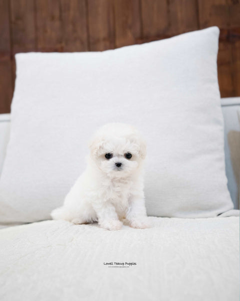 Teacup Bichon Frise Male [Richard] - Lowell Teacup Puppies inc